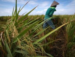 Wamentan Klaim Program Cetak Sawah Tak Serta-merta Babat Hutan