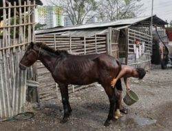 Melihat Kampung Kuda Delman di Jakarta Timur