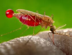 Kasus DBD Terus Meningkat, Program Nyamuk Wolbachia Tak Efektif?