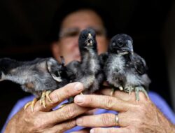 Benarkah Ayam Cemani Terkait Mistis? Ternyata Ini Faktanya