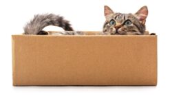 Pembantaian Kucing di China, Aksinya Direkam dan Videonya Dijual