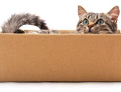 Pembantaian Kucing di China, Aksinya Direkam dan Videonya Dijual