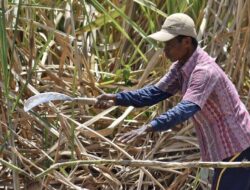 Mentan Ingin Bongkar 500 Ribu Ha Lahan Petani Imbas Tebu Kurang Manis