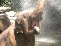 Hewan-hewan di Berlin Kepanasan di Tengah Suhu Ekstrem