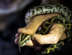 Waspada! Warga Indonesia Bakal Sering Ketemu Ular Kobra
