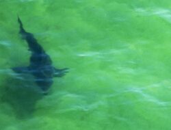 Jenis Hiu yang Tak Agresif Mendadak Serang Turis Sampai saat ini Tewas, Kenapa?