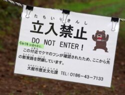 Jepang Waspada Serangan Beruang, Wisatawan Diminta Hati-Hati