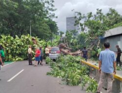 Pohon Tumbang di Jalur Tj Koridor 1 dan MRT, Perjalanan Terganggu