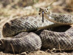 Dengarkan Baik-baik, 10 Suara Ini Jadi Tanda Ada Ular di Sekitarmu