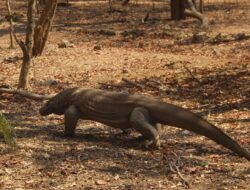 Pulau Komodo Dinobatkan Jadi Salah Satu Destinasi Unggul Dunia 2026