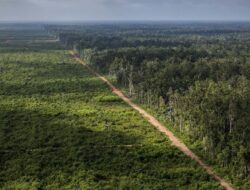 PDIP Wanti-wanti Pemerintah soal Buka Lahan Sawit di Papua