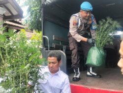 Penanam Ganja Jombang Sempat Jual Hasil Panen, Dikemas Jadi Rokok