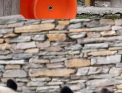 Gemasnya Induk Panda Lerai Perkelahian Dua Bayi Kembarnya