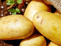 12 Makanan Kaya Kalium, Asupan Penting bagi Saraf dan Jantung