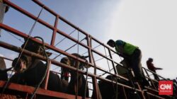 Aksi Keluhan Masyarakat Ratusan Jagal Bawa Sapi Geruduk DPRD, Tuntut Walkot Surabaya