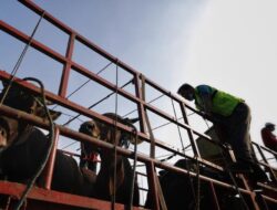 Aksi Keluhan Masyarakat Ratusan Jagal Bawa Sapi Geruduk DPRD, Tuntut Walkot Surabaya