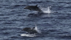 Habitat Paus dan Lumba-lumba di Sumatra di Luar Area Lindung